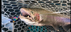 Ice Strong Outdoors - Killer Fish - Rattling Shallow Diver UV