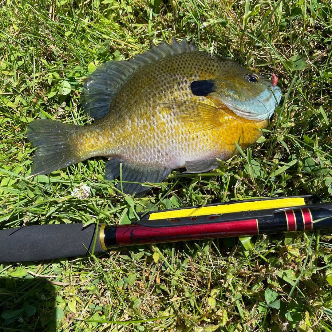 Akai Samurai Triple Zoom Tenkara Rod 11–13 ft