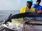 Captain's Tuna Popping Bundle
