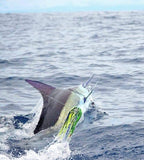 Mamacita Marlin Lure