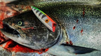 Ice Strong Outdoors - Killer Fish - UNIVERSAL PLUG HARNESS 2 PACK - BRAND NEW FEB 2026!