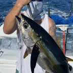 RM5 Solid Resin Abalone 5 Inch UV Minnow Lure